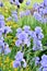 Light Purple Bearded Iris Garden
