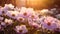 Light purple beautiful anemone flowers in the dark evening of the sun\\\'s rays