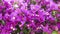 Light Purple Bougainvilleas 03