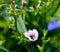 Light purple chickory flower among the meadow grasses