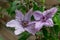 Light purple clematis flowers blossoming