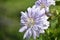 Light Purple Double Clematis Flower Blossom