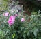 Light purple Flos hibisci,shrub althea flower, Hibiscus, in full bloom