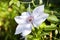 Light purple flower of a Boulevard Clematis blooms