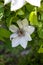 Light purple flower of a Boulevard Clematis blooms