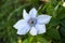 Light purple flower of a Boulevard Clematis blooms