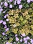 Light Purple flowers, TIBOUCHINA URVILLEANA