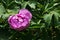 Light purple half opened flower of Tree Peony hybrid Paeonia Suffruticosa