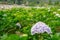 Light purple hydrangea flower or hortensia flower in the natural garden