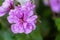 Light purple ivy geranium Pelargonium peltatum in a garden. Also called  ivy-leaved pelargonium and cascading geranium