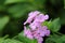 Light Purple lantana flower