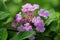 Light Purple lantana flower