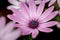 Light purple Osteospermum, also known as Soprano Purple, African Daisy