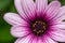 Light purple Osteospermum, also known as Soprano Purple, African Daisy