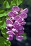 Light Purple Pea-Like Pendant Flowers