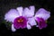 Light purple petal orchid with dark purple interior, with the background of a flower shop. Species blc irene finney