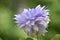 Light Purple Petals on a Double Clematis