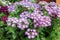 Light purple verbena blooming, pot plants