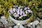 Light purple and white bicolor Wild pansy or Viola tricolor small wild flowers densely planted in stone flower pot surrounded with