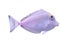 light purple and yellow beautiful exotic tropical sea fish and snapper fish on white