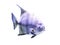 light purple and yellow beautiful exotic tropical sea fish and snapper fish on white