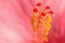 Light red exotic Hibiskus flower blurred background