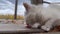 A light-red kitten in an animal shelter enjoys sausages