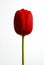 Light red tulip, white background