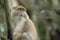 Light Samango Monkey, South Africa