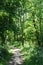 Light and shade, woodland path, sunny spring day