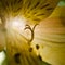 Light and Shadow glowing through silhouetting pistol and stamen of a  a back lit Yellow Day Lily