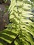 Light and shadow on green fern