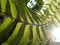 Light and shadow on green fern