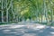 Light and shadow of leaves on asphalt road, lush trees on both sides of road