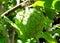 Light and Shadow on Raw Sugar Apple Green Custard Apple