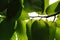 Light and shadow underneath green leaves tropical tree branch ov