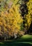 Light and shadows. Autumn morning mountain village environs grassy hills, small pine-aspen grove in first sun light, deep shadows