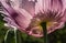 Light and shadows on poppy blossoms