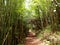 Light shines into Trail path in Bamboo Forest