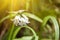 Light shining on white flowers and green leafs