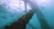 Light silhouetting a pier underwater, false Moorish idols and schooling fish. WA