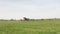 Light single-engine aircraft takes off from the green field into the sky