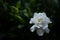 Light On Single Gardenia Bloom Fades Off Into The Shadows