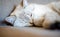 a light sleeping cat lies on a gray sofa with a blurred background, only the animal\'s face is in focus