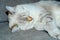 a light sleeping cat lies on a gray sofa with a blurred background, only the animal\\\'s face is in focus