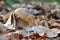 Light, small and thick king boletus mushroom in the forest close up. Surrounded by pine needles and dry leaves. Autumn cepe in the