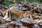 Light, small and thick king boletus mushroom in the forest close up. Surrounded by pine needles and dry leaves. Autumn cepe in the