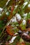 Light snow clinging to red and green spotted autumn oak leaves