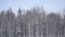 Light snowfall over diverse forest background in the arctic circle