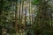 Light streaming through trees in a rainforest